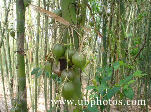 Bamboo flowers in Assam
