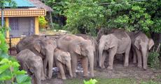 Tezpur in grip of elephant menace  