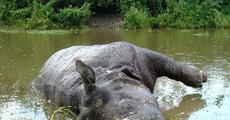 Rhino again killed in Kaziranga National Park