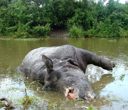 Rhino again killed in Kaziranga National Park