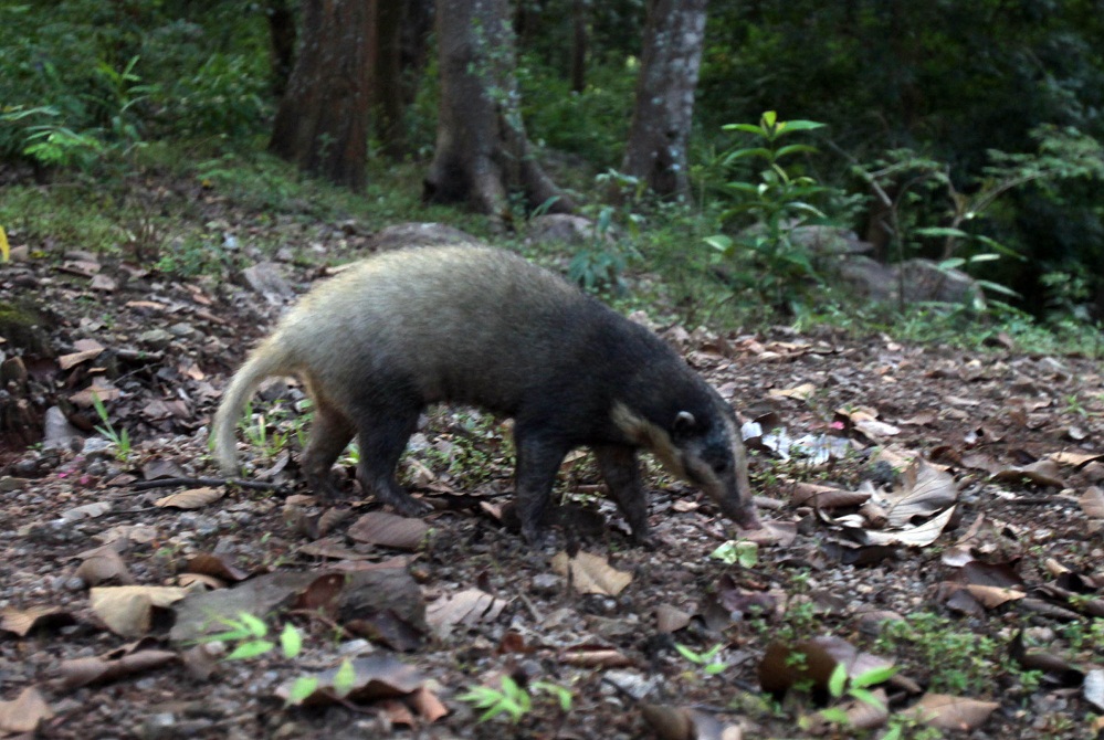 Wildlife Week Celebration in Kaziranga 