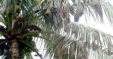 Weaver bird