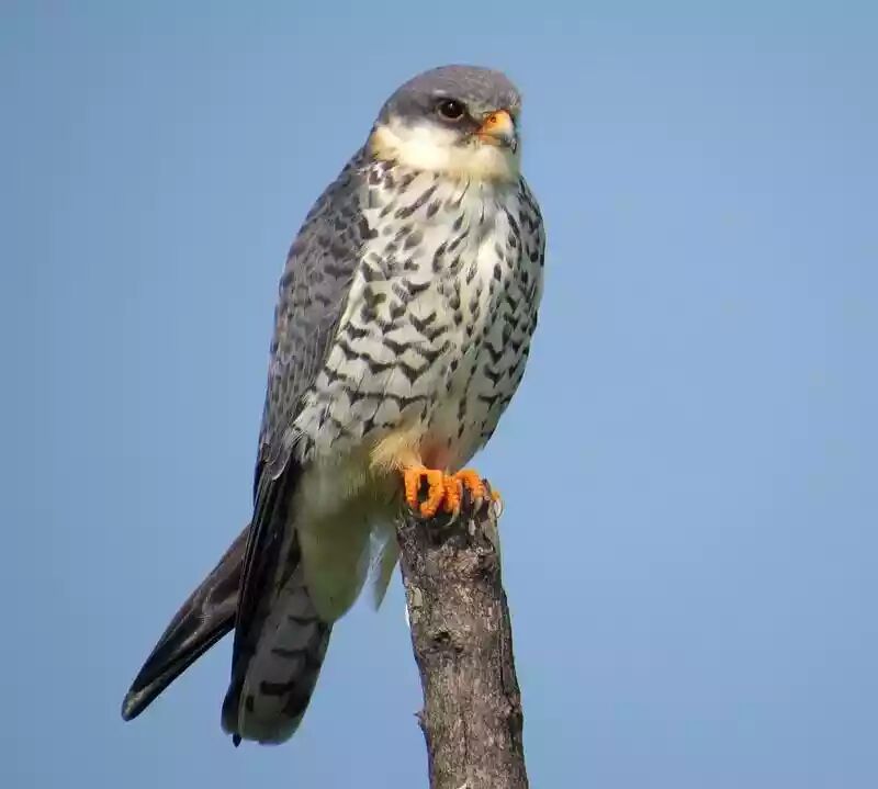  Falcon Festival at Umrangso