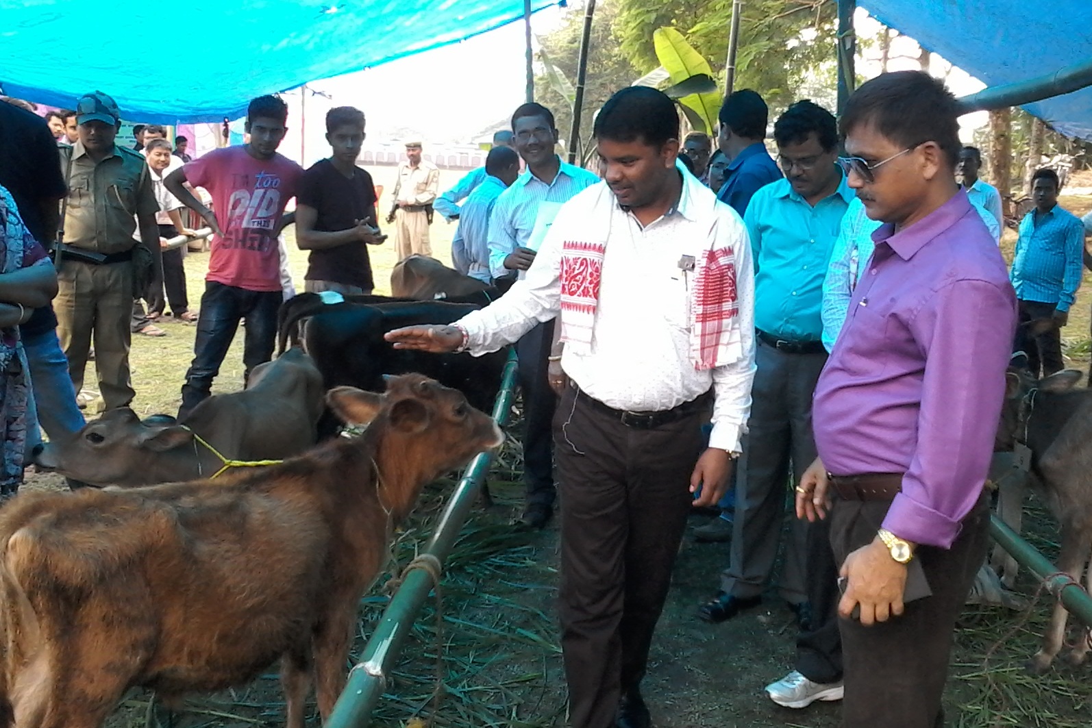 Calf rally in Kokrajhar