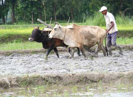 Ploughing time..
