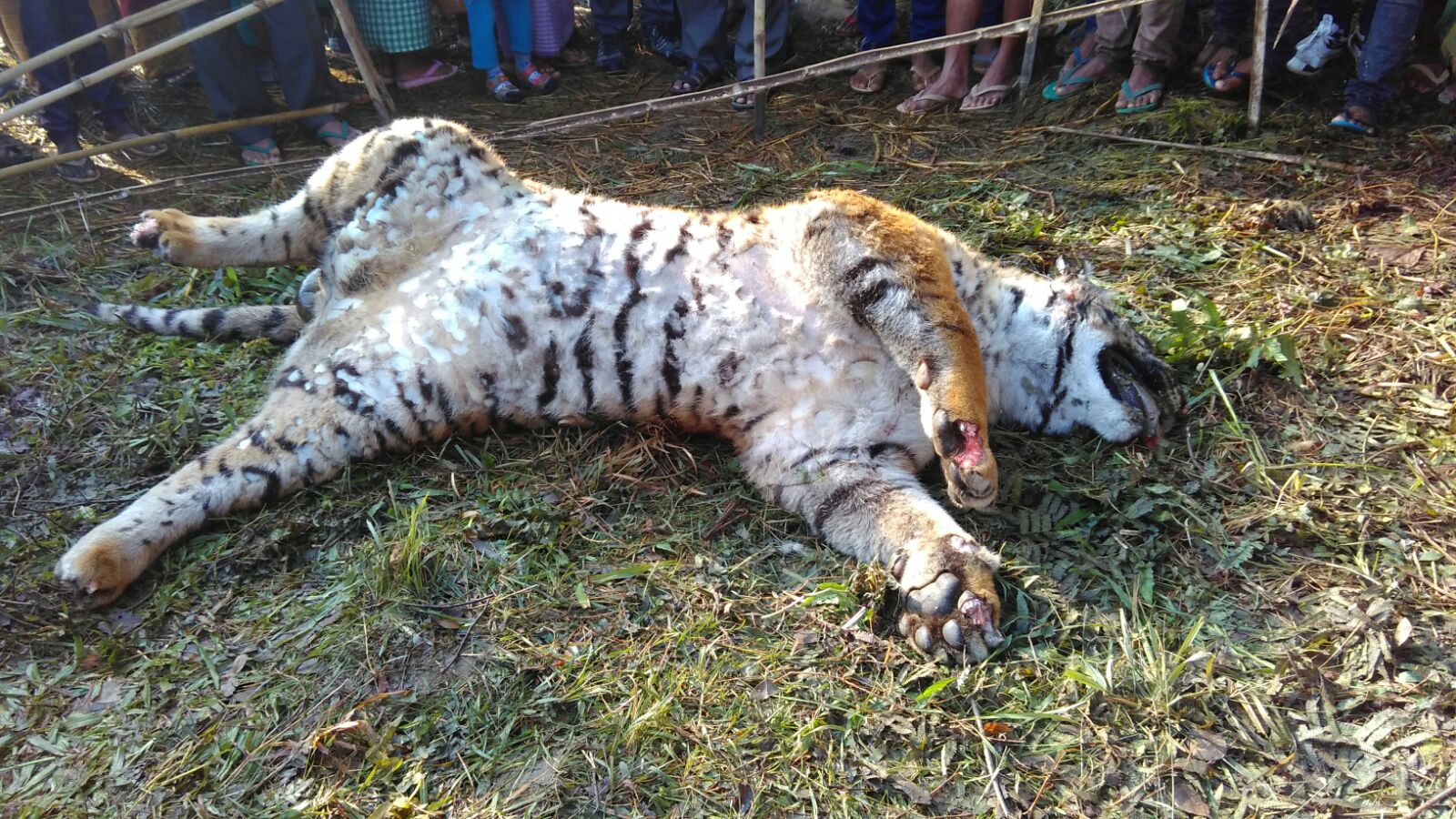 Tigress poisoned to death near Rowta