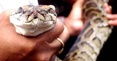 Python rescued near Jorhat Engineeing College