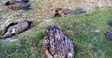 Six Himalayan vultures killed in Darrang 