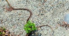 Flying snake found at Bhairabkunda
