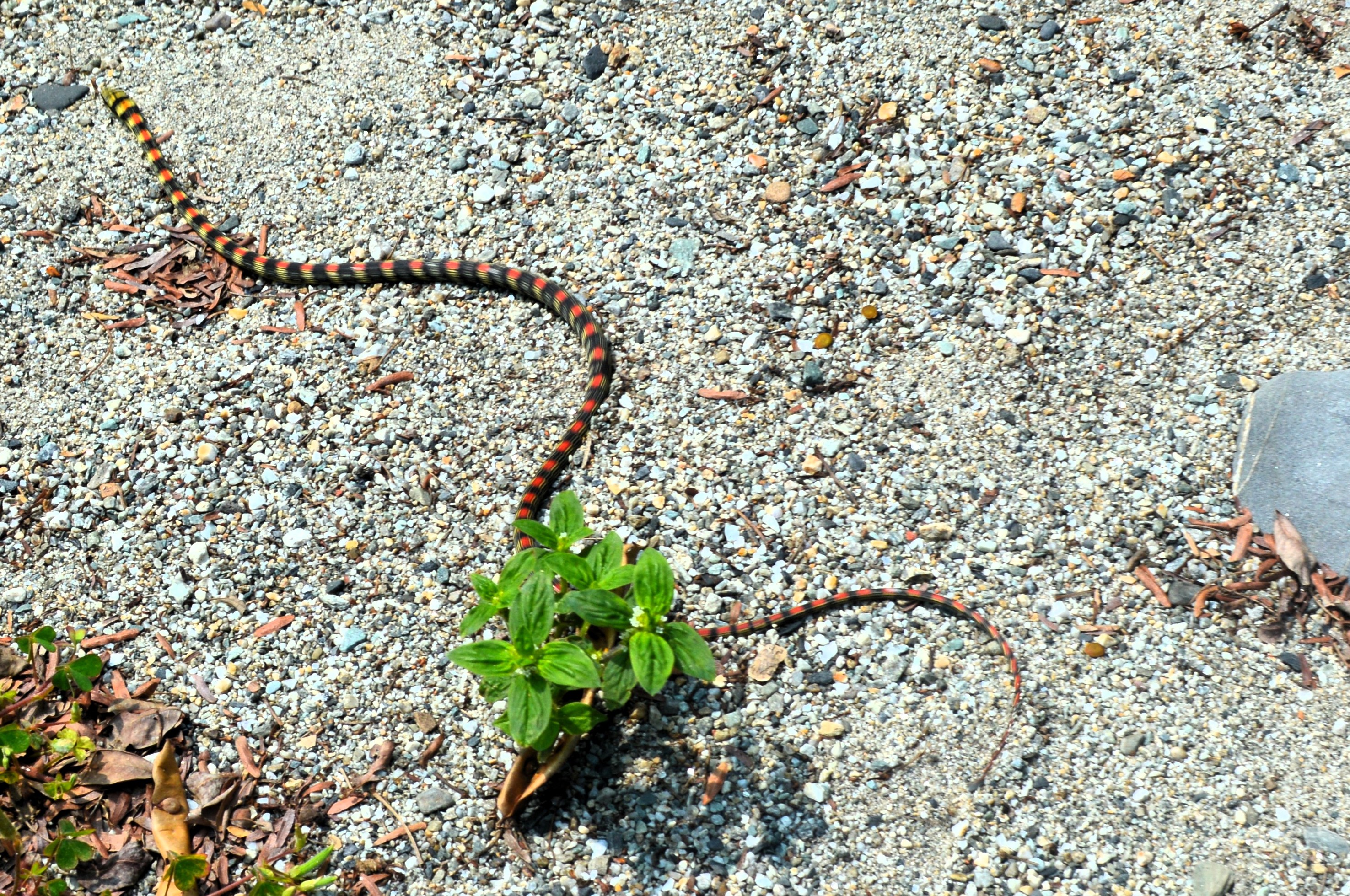 Flying snake found at Bhairabkunda