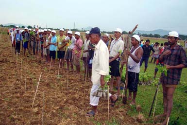 Massive plantation in Bongaogain