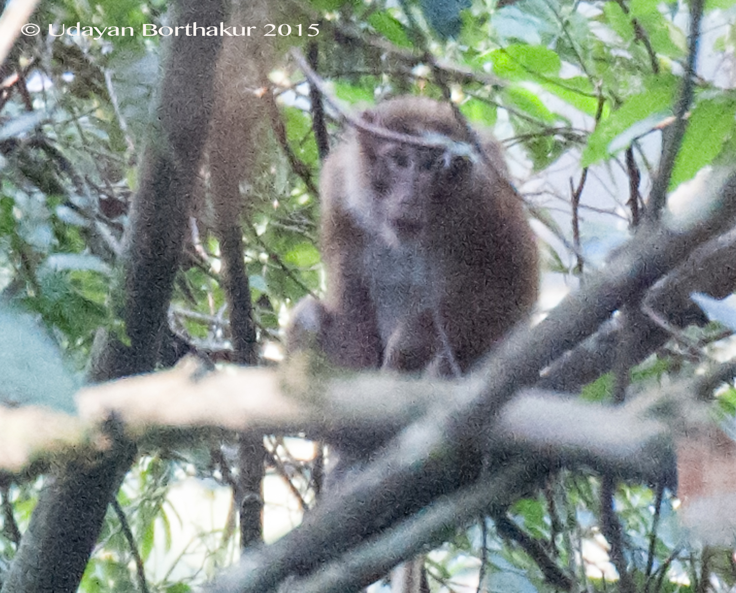 New primate discovered 