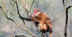 New primate discovered 