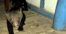 Pair of baby Himalayan bear rescued in Udalguri
