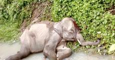 Delhi CM tweets for treatment of a dying tusker