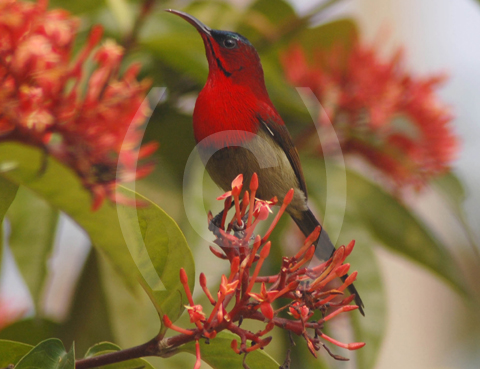 Beautiful bird at Nambor
