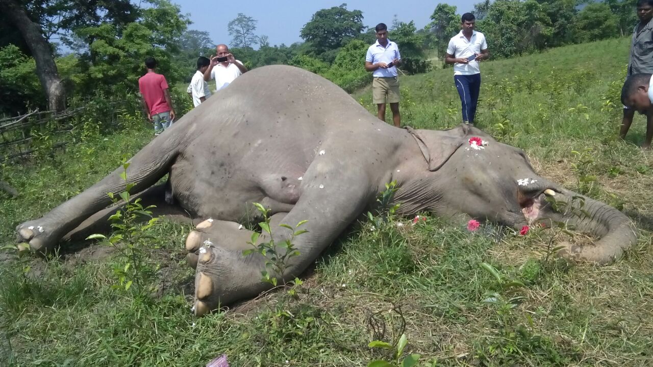 Shocking! Elephant electrocuted 