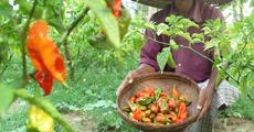 Bhut Jolokia production at a Sivasagar firm