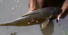 Massive fish death in Lakhimpur Min Mahal