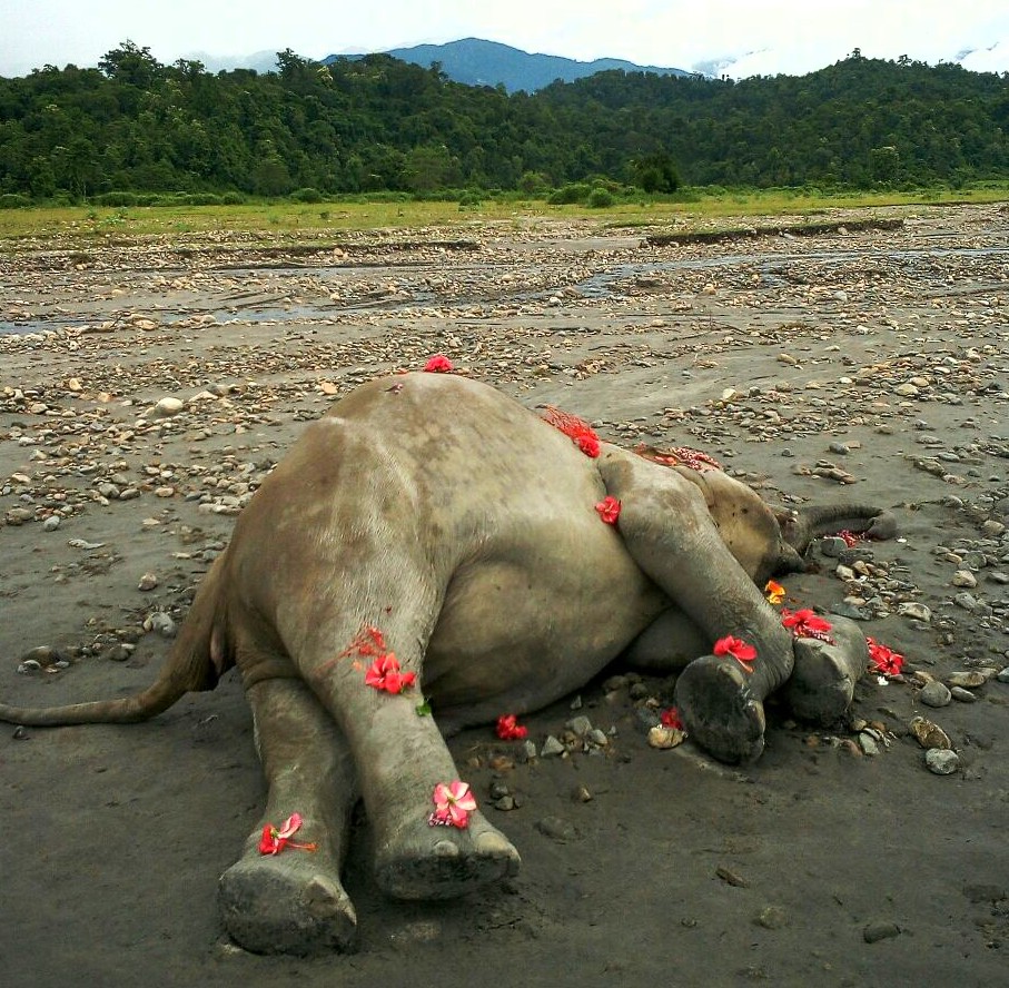 Wild elephant poisoned to death in Udalguri