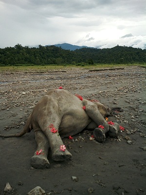 Wild elephant dies