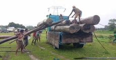 Timber seized
