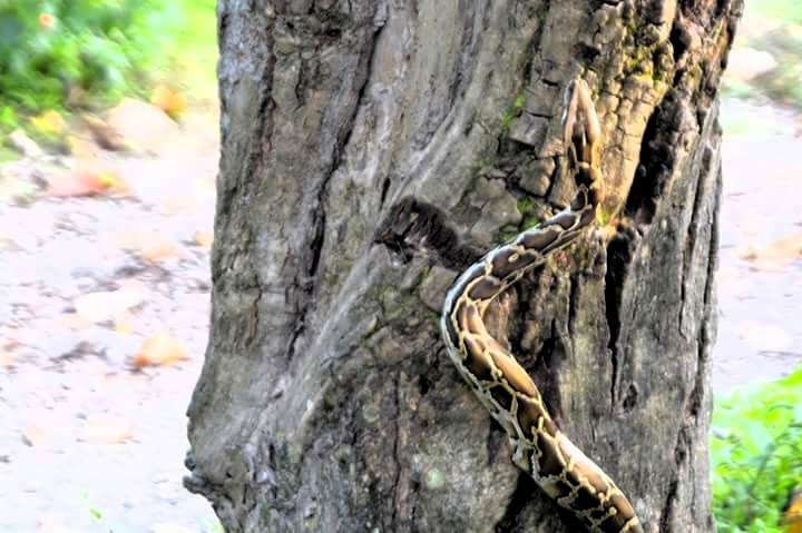 Python panic on the road!