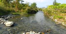 Man-made forest at Bhairabkunda