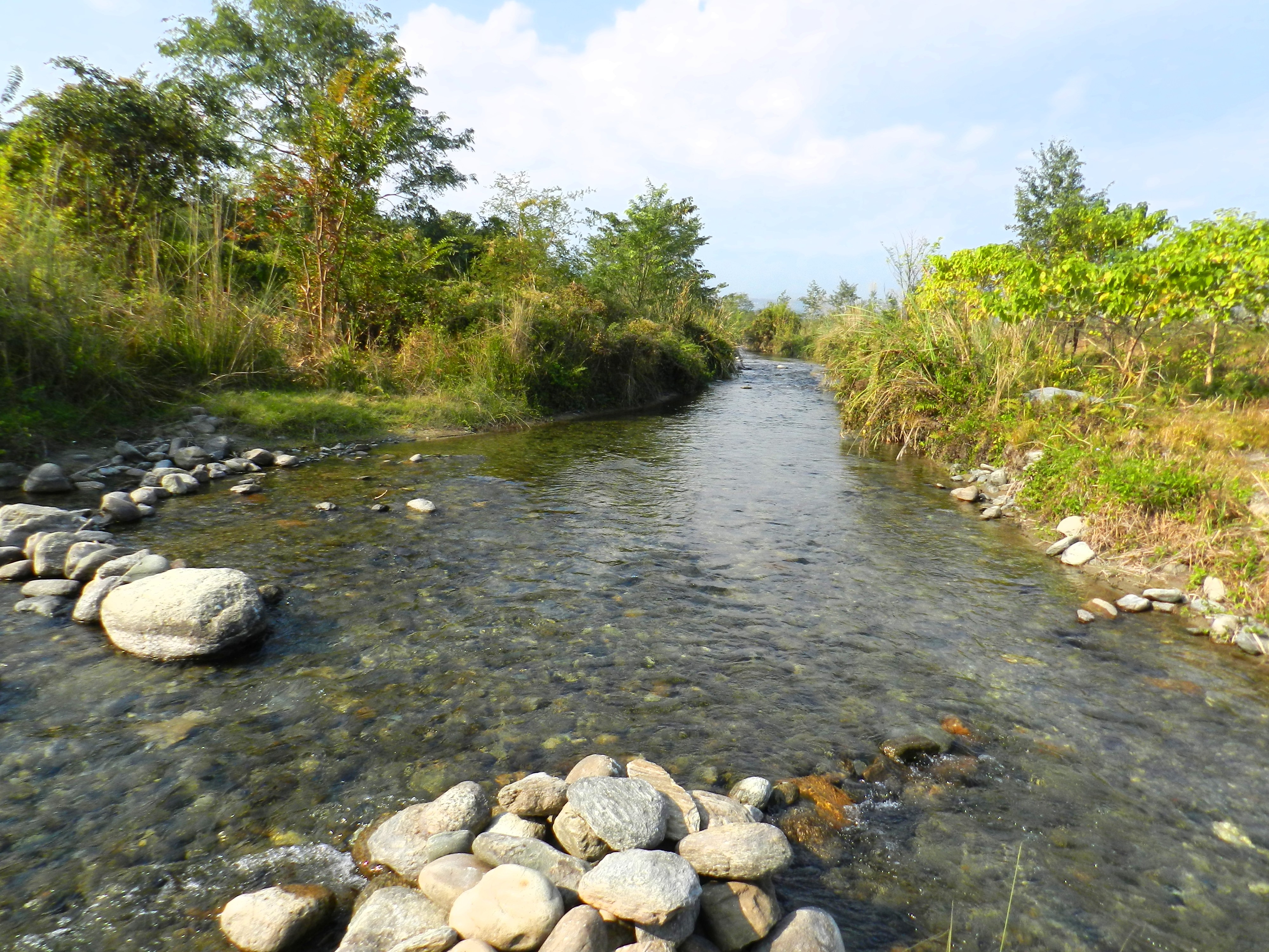 Man-made forest at Bhairabkunda