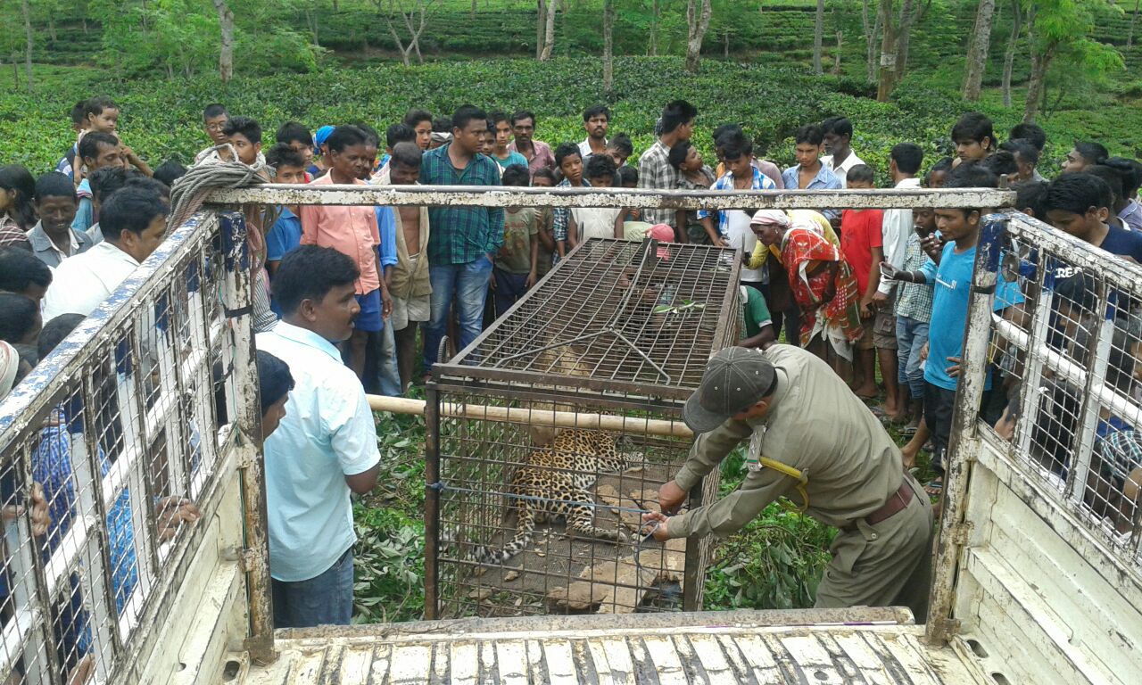 Leopard trapped in Geleky