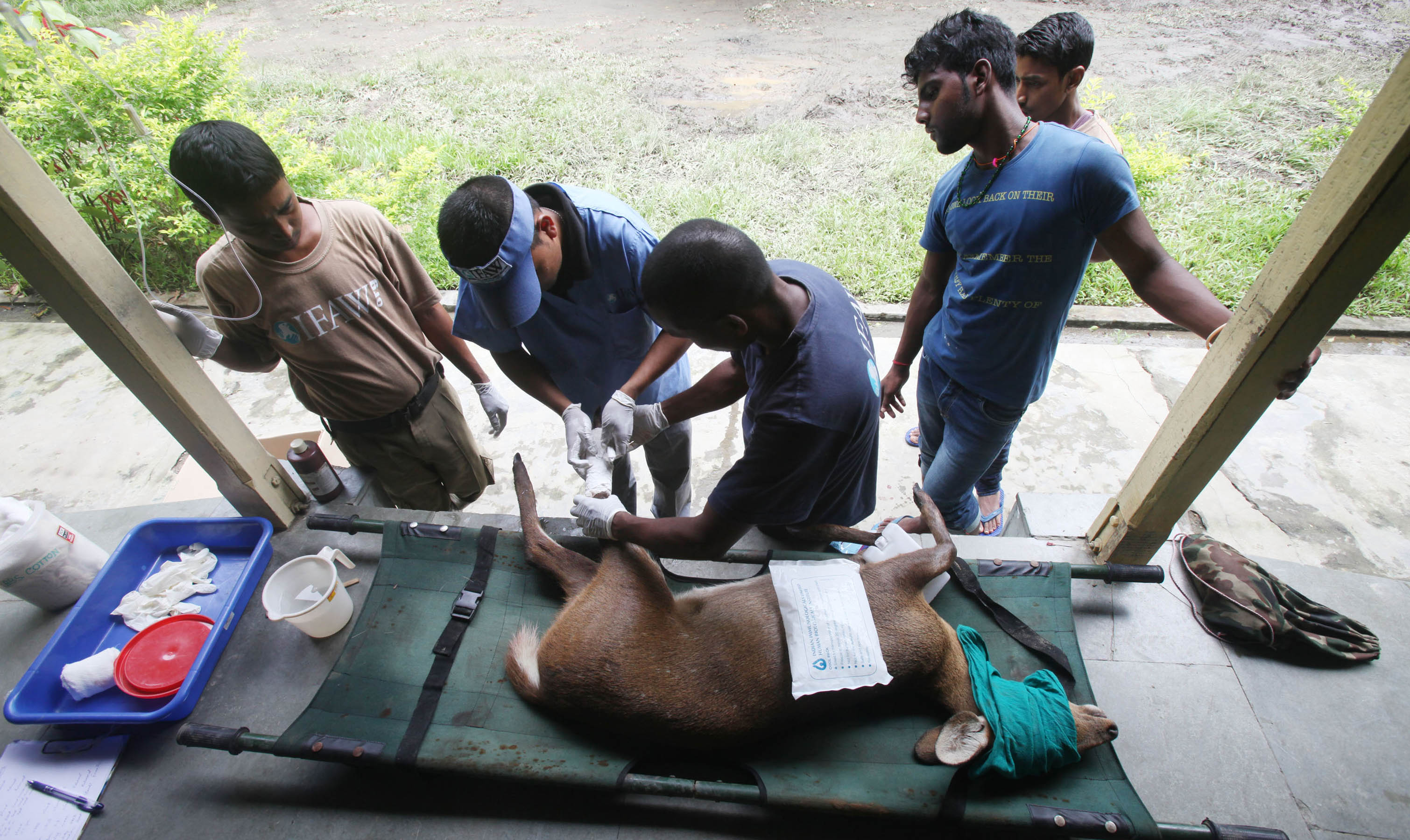 Woes of waters for wild animals