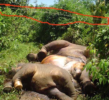 Elephants died by the naked  electricity wire