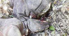 No halt in rhino poaching