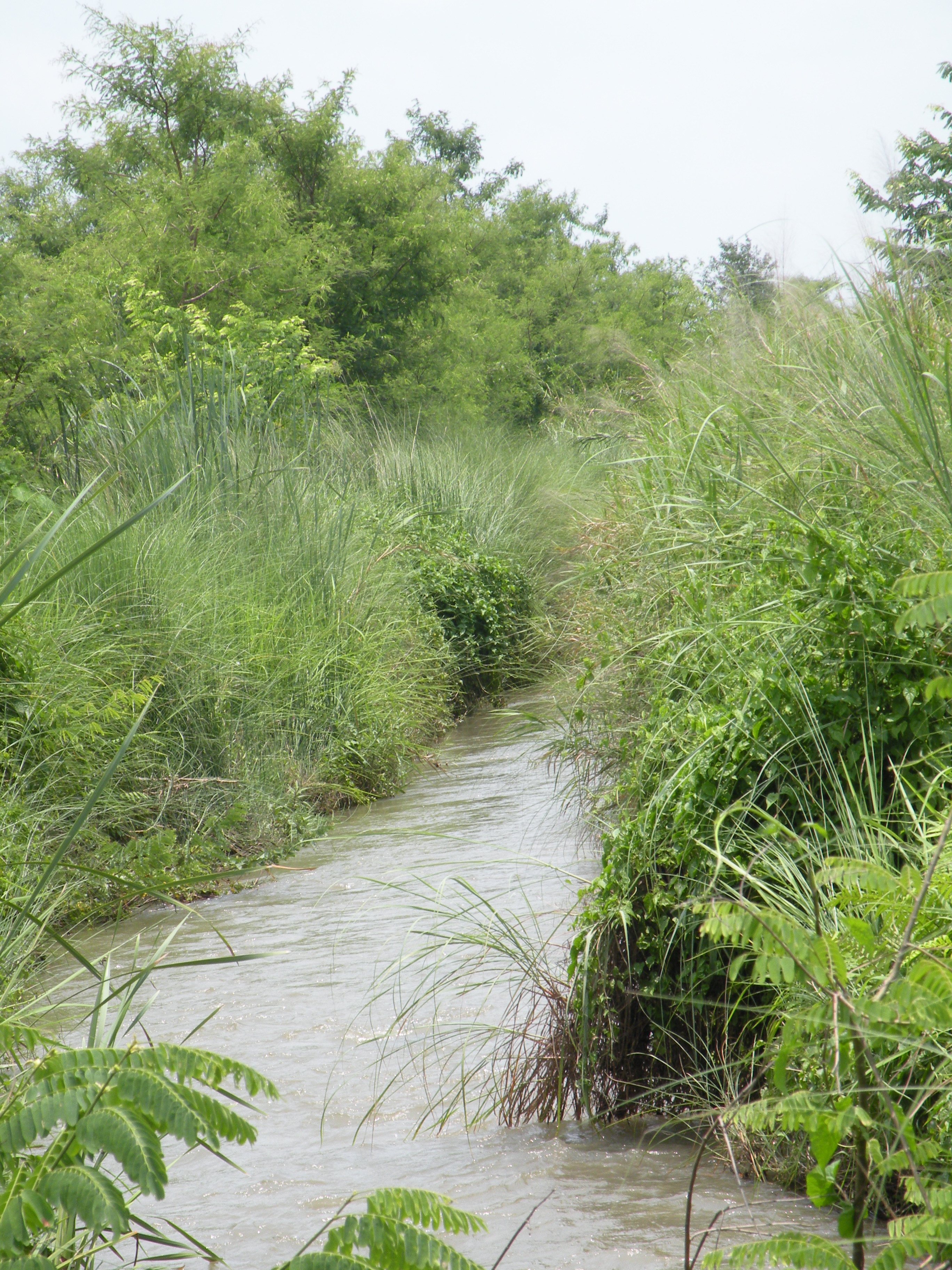 Kaziranga WLS to award JFMC, Bhairabkunda 
