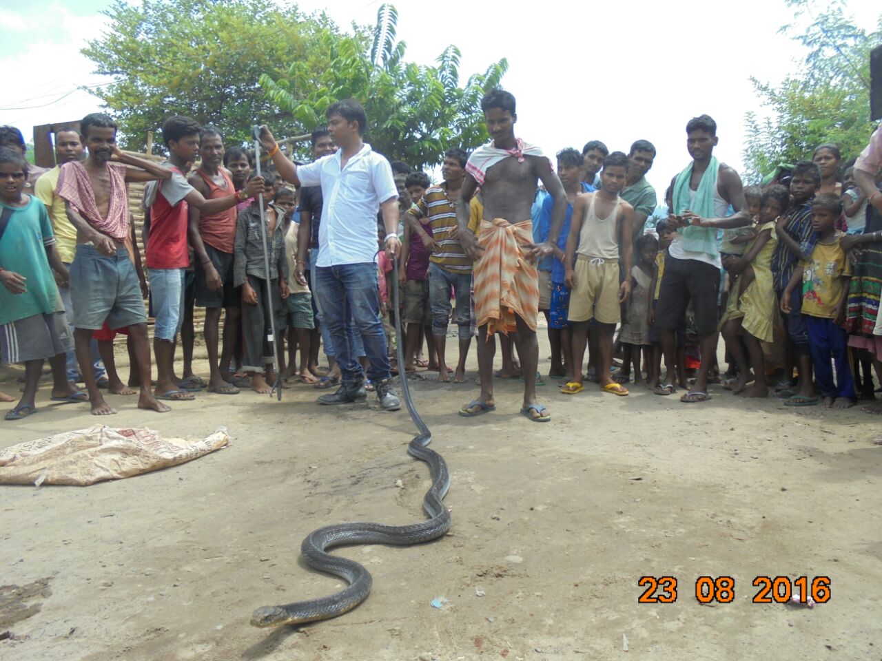 King cobra rescued & released