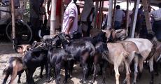 Goat prices up ahead of Bakrid