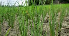Armyworms leave farmers in dire-straits