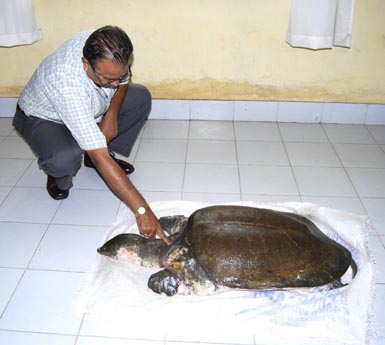 Turtles threatened in temple