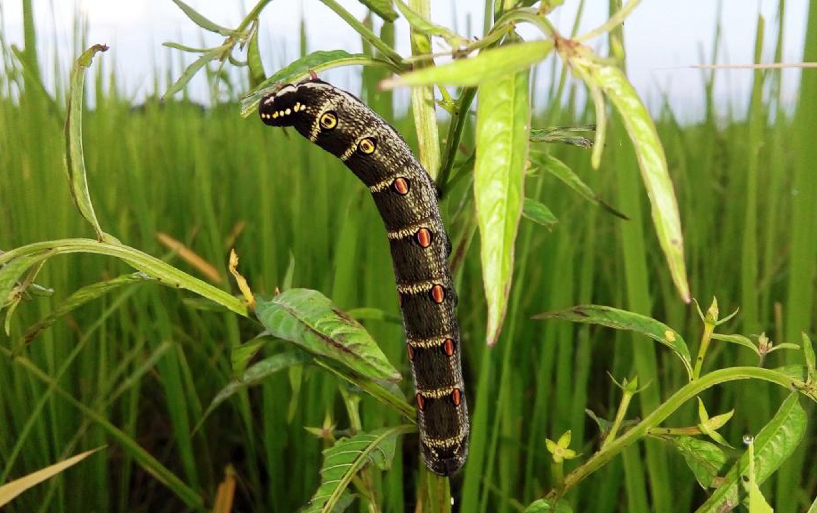 Govt facing heat of armyworms