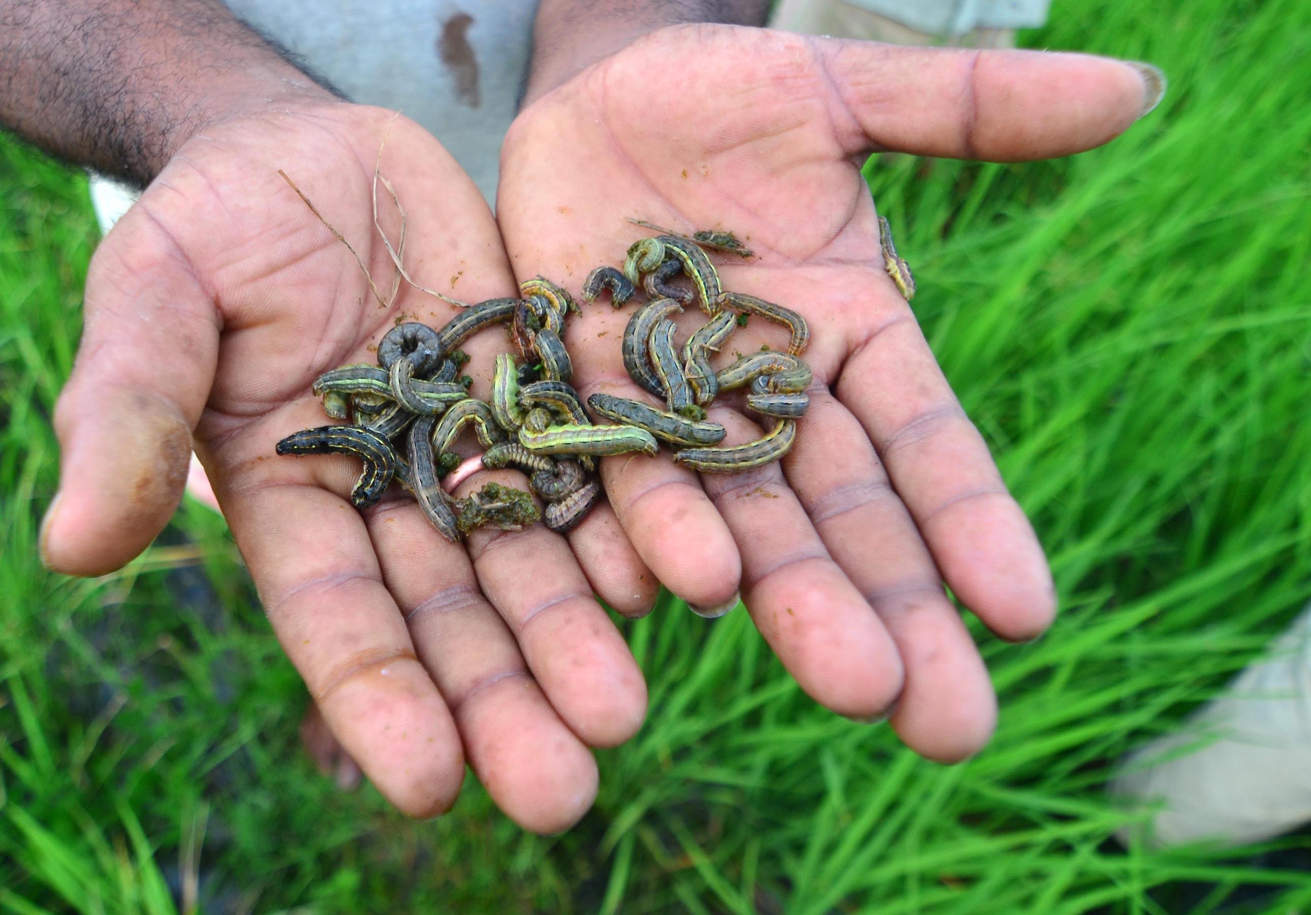 No respite from armyworms
