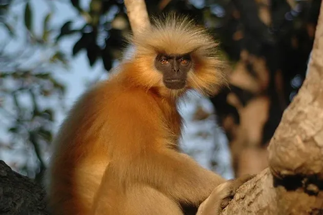 Illegal trade compounds existing vulnerabilities to Assam's endangered golden langurs