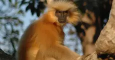 Illegal trade compounds existing vulnerabilities to Assam's endangered golden langurs