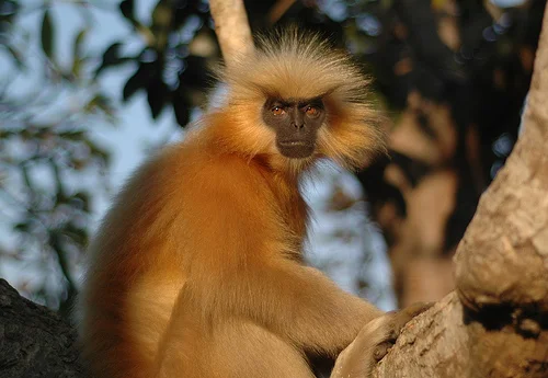 Illegal trade compounds existing vulnerabilities to Assam's endangered golden langurs