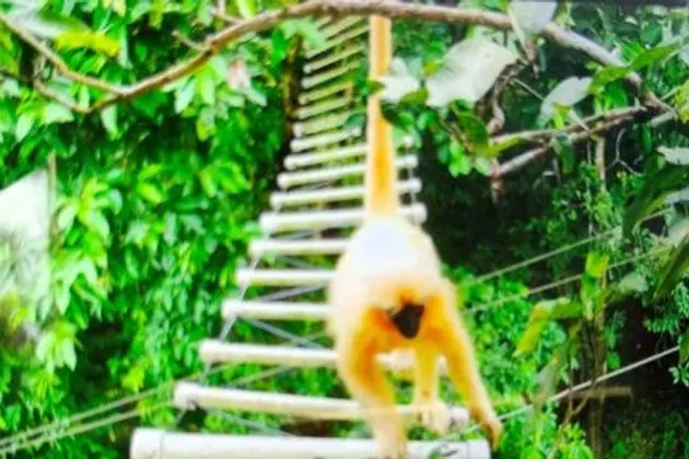 NTPC Bongaigaon supports canopy bridges to protect endangered Golden Langur