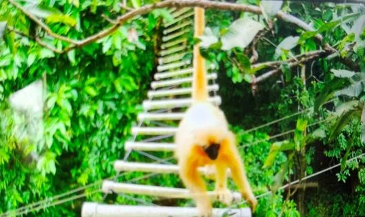 NTPC Bongaigaon supports canopy bridges to protect endangered Golden Langur