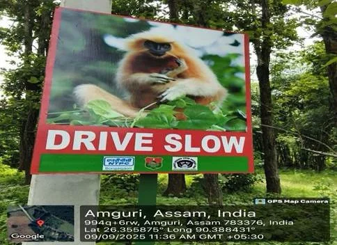 NTPC Bongaigaon supports canopy bridges to protect endangered Golden Langur — photo 1
