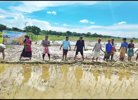 'Ankurita Asom' launched to conserve Assam's indigenous rice varieties