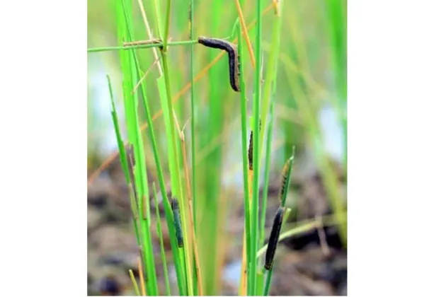 Post-flood paddy fields in Nazira hit by pest attack, farmers seek urgent help