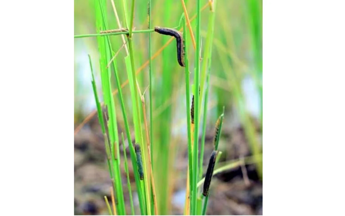 Post-flood paddy fields in Nazira hit by pest attack, farmers seek urgent help