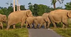 Restoring Forest Food Sources to Address Goalpara’s Human-Elephant Conflict